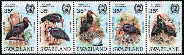 SWAZILANDIA/SELLOS, 1984 - AVES - PROTECCION DE LA VIDA SALVAJE - YV 447/51 - 5 VALORES - NUEVO