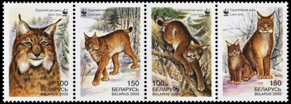 BIELORRUSIA/SELLOS, 2000 - W.W.F.  LINCE  EUROPEO - YV 346/49 - 4 VALORES - NUEVO