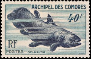 COMORES/SELLOS, 1954 - FAUNA MARINA - PECES - CELACANTOS - YV 13 - 1 VALOR - MINT