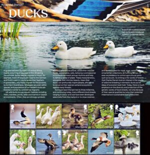 GREAT BRITAIN STAMPS, 2025 - WILDLIFE - BIRDS - DUCKS - 10 VALUES - BRITISH POST PRESENTATION PACK - MINT